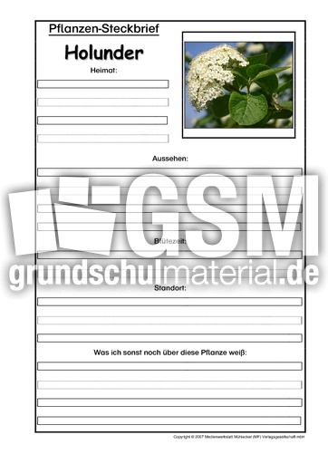 Pflanzensteckbrief-Holunder.pdf